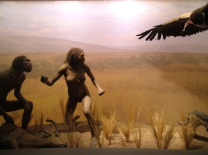 early human diorama in natural history museum